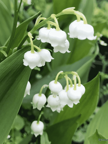 Ландыш майский Bordeaux