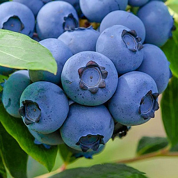 Голубика высокорослая Норт Кантри