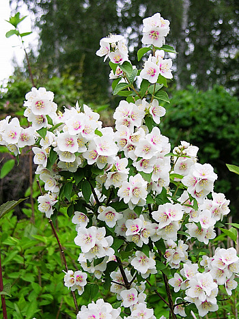 Жасмин садовый Бель Этуаль