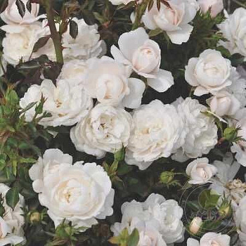 Роза миниатюрная Пикси Милки Роза миниатюрная Пикси Милки