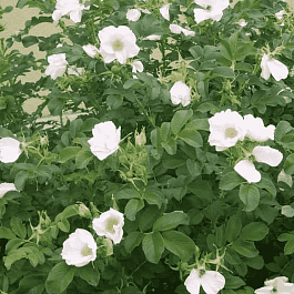 Шиповник морщинистый Alba