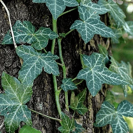 Плющ обыкновенный