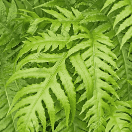 Вудвардия бахромчатая