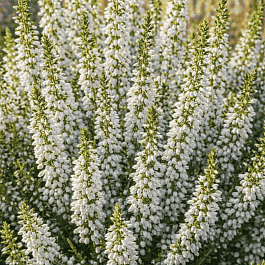 Вереск обыкновенный Long White