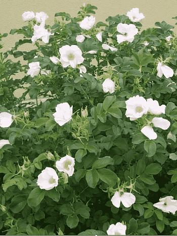 Шиповник морщинистый Alba