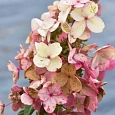 Гортензия метельчатая Petite lantern