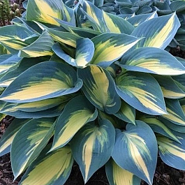 Хоста гибридная Мэджик Айленд