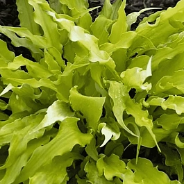 Хоста Wiggles and Squiggles