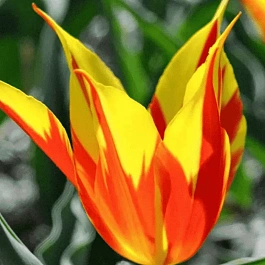 Тюльпан Fire Wings