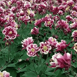 Аквилегия обыкновенная Winky Double Red and White