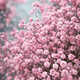 Гипсофила тихоокеанская Pink