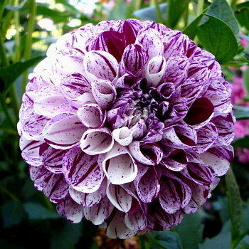 Георгина Шаровидная Марбл Болл