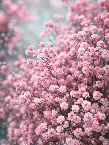 Гипсофила тихоокеанская Pink