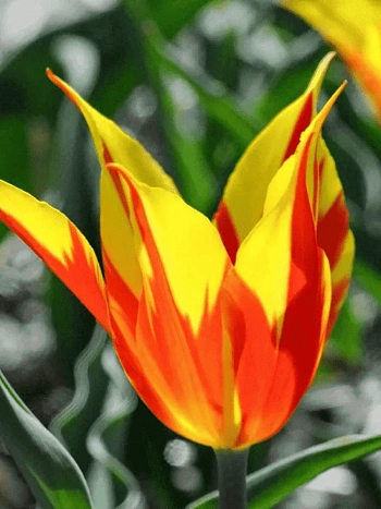 Тюльпан Fire Wings