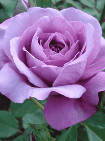 Роза чайно-гибридная Blue Parfum