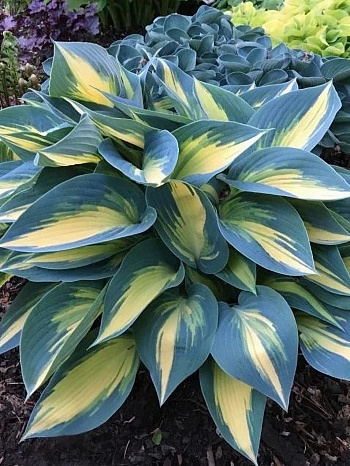 Хоста гибридная Мэджик Айленд Хоста гибридная Мэджик Айленд