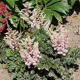 Астильба курчавая Перкео НАБОР 2ШТ (1+1) Астильба курчавая Перкео НАБОР 2ШТ (1+1)