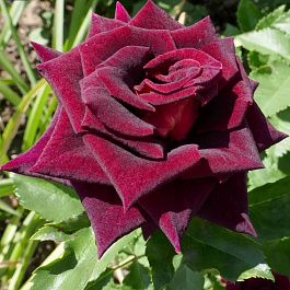 Роза чайно-гибридная Black Beauty Роза чайно-гибридная Black Beauty