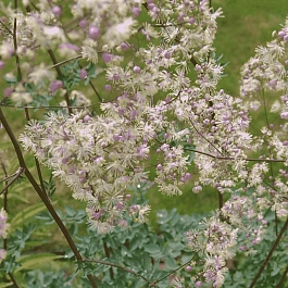 Василистник гибридный Elin