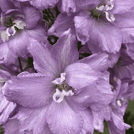 Дельфиниум новозеландский New Millenium