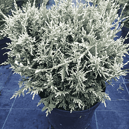 Кипарисовик горохоплодный  White Beauty