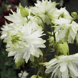 Аквилегия обыкновенная Barlow White