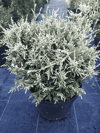 Кипарисовик горохоплодный  White Beauty