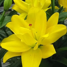 Лилия азиатская махровая Йеллоу Беллиз