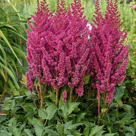 Астильба китайская Vision Vulcano
