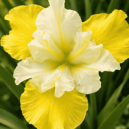 Ирис сибирский Summer Revels