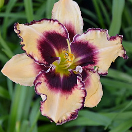 Лилейник гибридный Сабина Бауэр НАБОР 2ШТ (1+1)