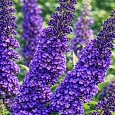 Буддлея давида Empire Blue