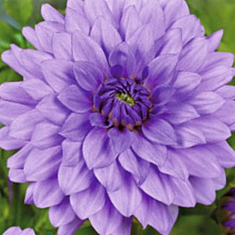 Георгина Декоративная Блу Бой