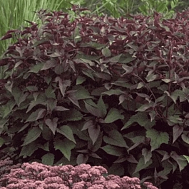 Посконник морщинистый Chocolate