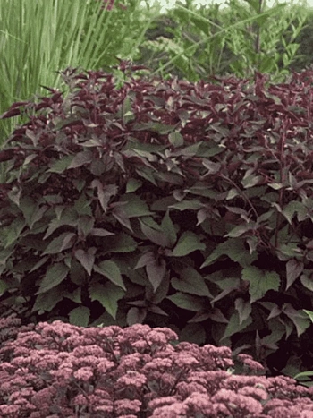 Посконник морщинистый Chocolate