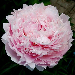 Пион травянистый Пиллоу Ток