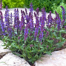 Шалфей пышный Адора Блю