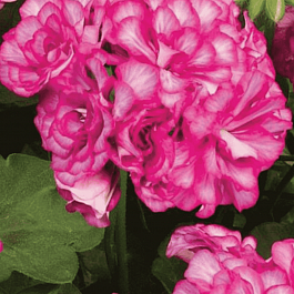 Пеларгония плющелистная  Grandeur Ivy Arctic Scarlet кашпо