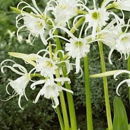 Исмена Festalis