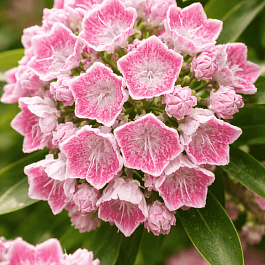 Кальмия широколистная Hania