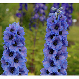 Дельфиниум высокий Дельфис Старлайт Дельфиниум высокий Дельфис Старлайт