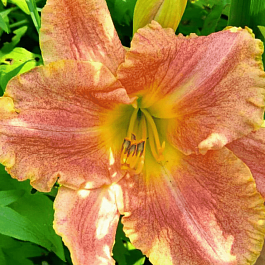 Лилейник Gamma Quadrant