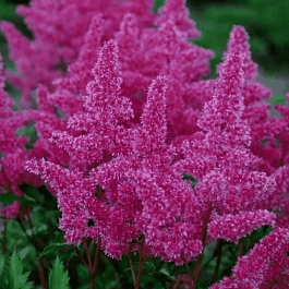 Астильба японская Rhytm and Beat