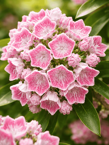 Кальмия широколистная Hania