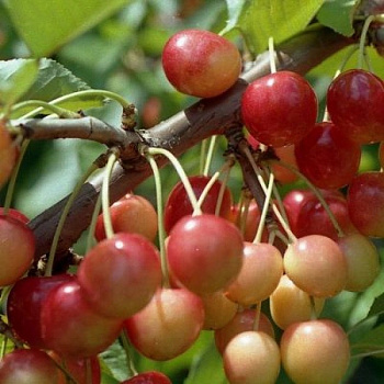 Черешня Юлия