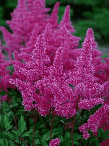 Астильба японская Rhytm and Beat