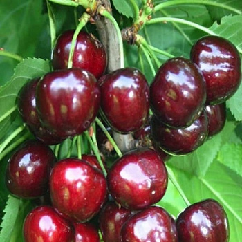 Черешня Юлия Черешня Юлия