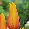 Тюльпан Long Lady