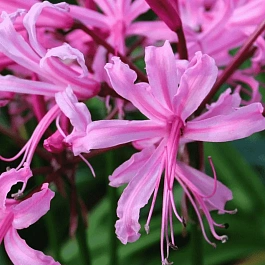 Нерина Bowdenii