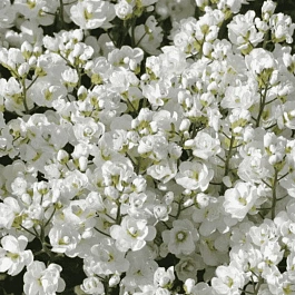 Арабис кавказский Plena